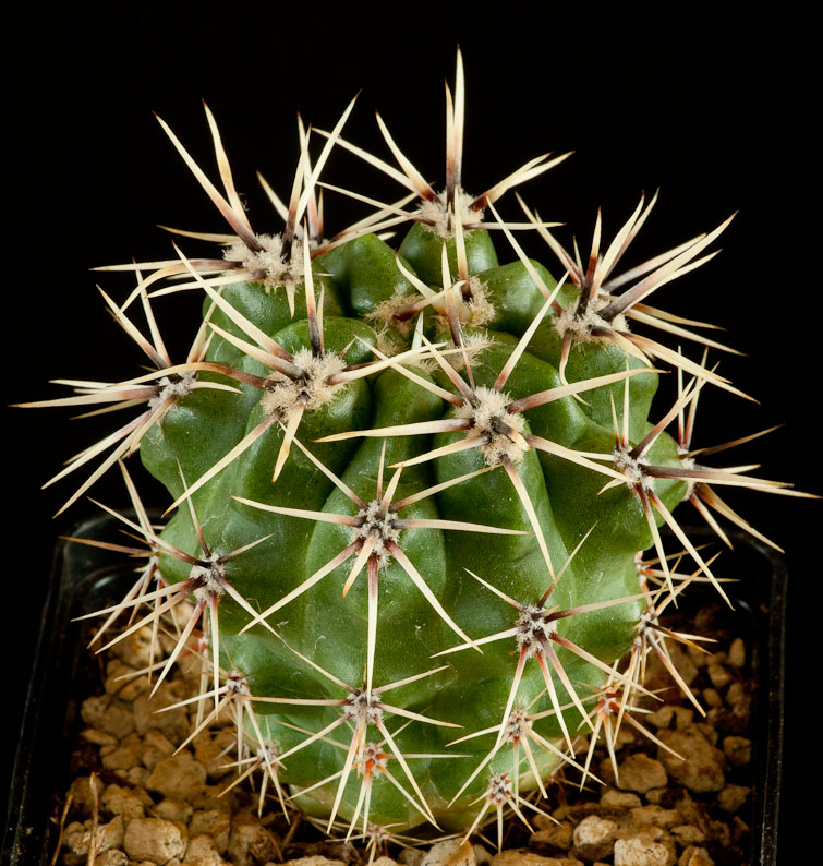 Gymnocalycium sindae JPR 36-89
